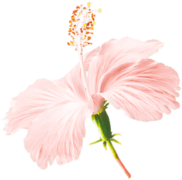 Flor